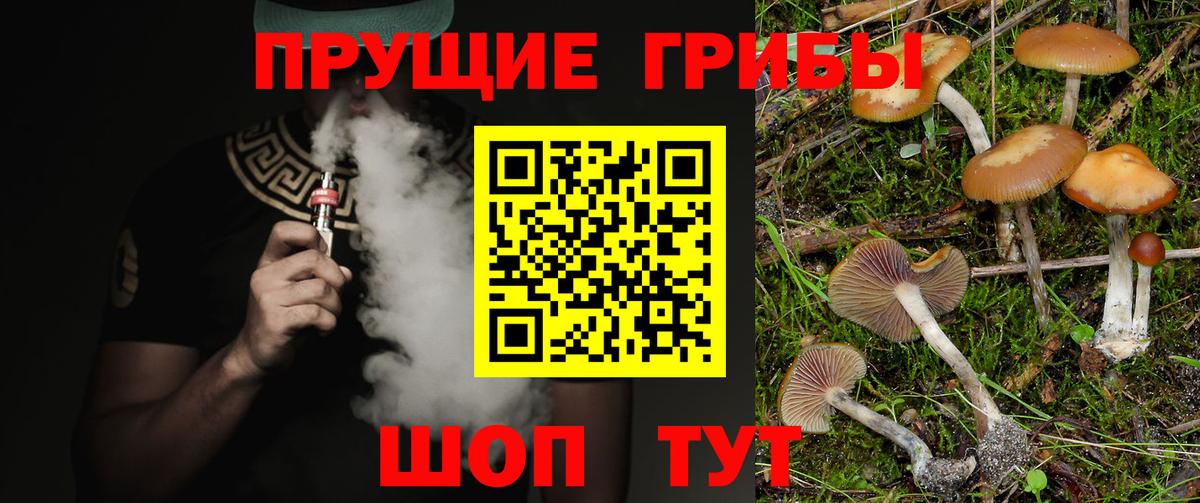 Псилоцибиновые грибы Psilocybe  Вход с VPN  Гусиноозёрск 